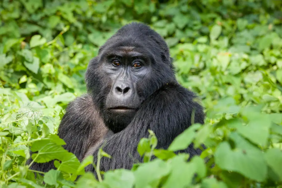 Rwanda