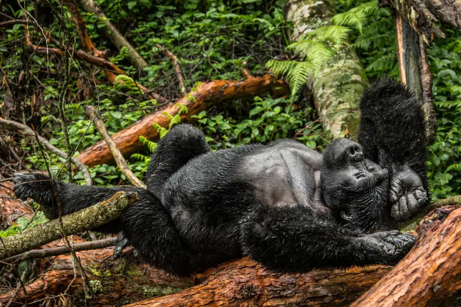 Rwanda