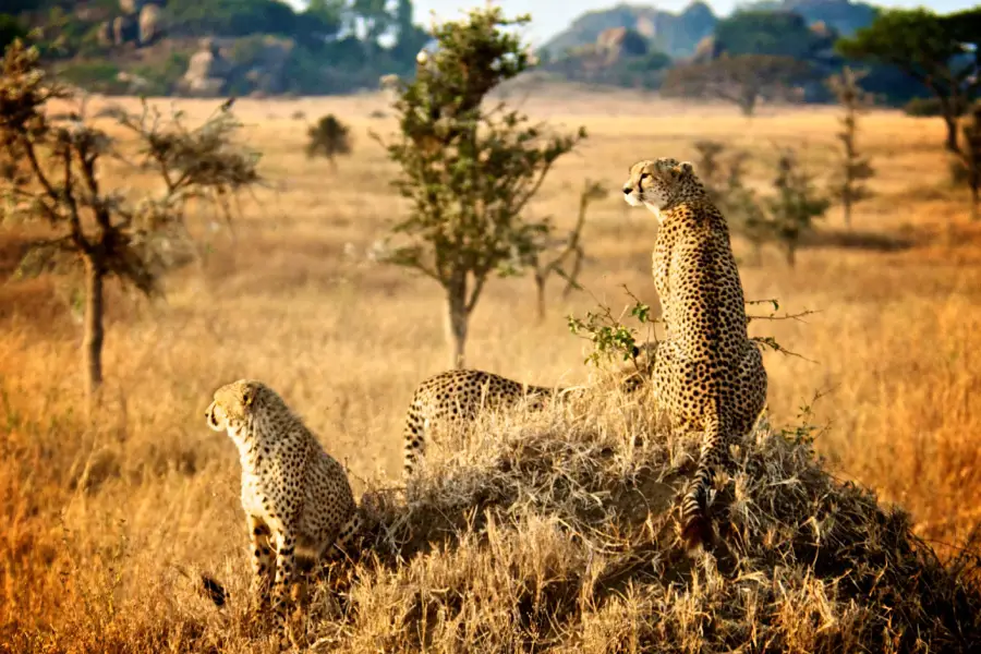 Tanzania