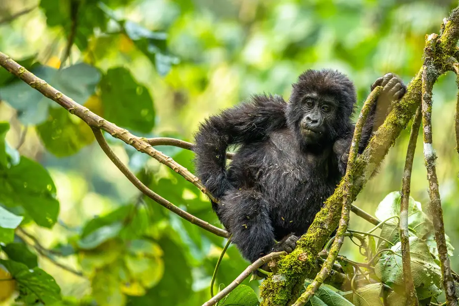 Rwanda