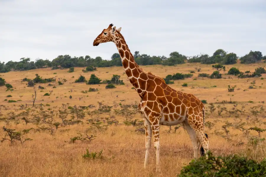 Kenya