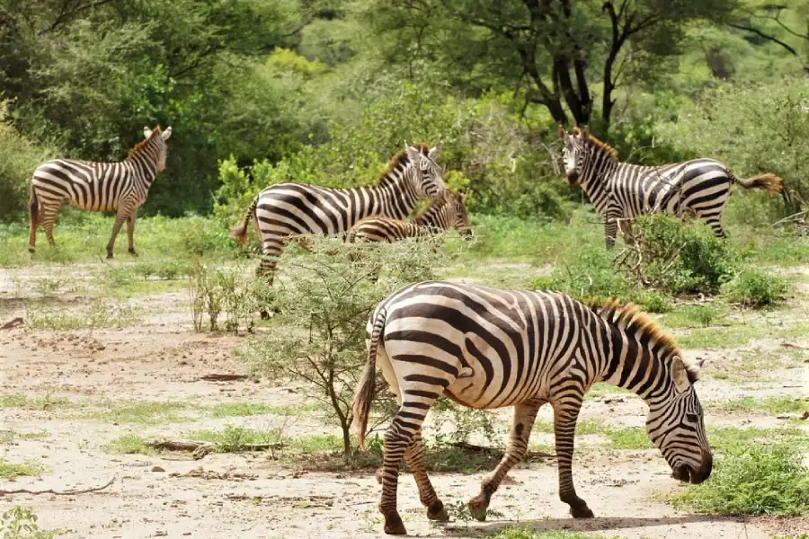 Tanzania