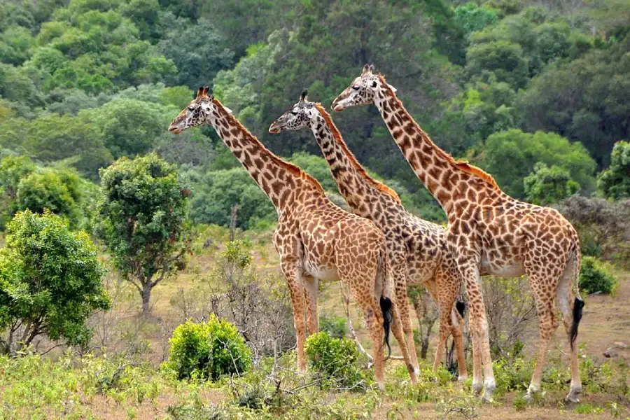 Tanzania